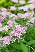 SPIRAEA JAPONICA LITTLE PRINCESS