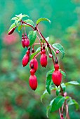 FUCHSIA RICCARTONII