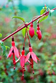 FUCHSIA RICCARTONII