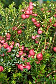 GAULTHERIA MUCRONATA BELLS SEEDLING