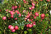 GAULTHERIA MUCRONATA BELLS SEEDLING