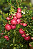 GAULTHERIA MUCRONATA BELLS SEEDLING