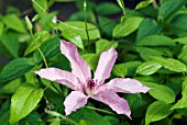 CLEMATIS HAGLEY HYBRID