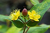 HYPERICUM GOLDEN BEACON