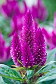 CELOSIA CARACAS (COCKSCOMB)