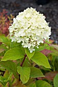 HYDRANGEA PANICULATA LIMELIGHT