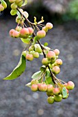 MALUS X ROBUSTA RED SENTINEL (FLOWERING CRAB APPLE)