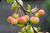 MALUS X ROBUSTA RED SENTINEL (FLOWERING CRAB APPLE)