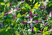 CLEMATIS TRITERNATA RUBROMARGINATA