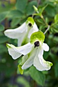 CLEMATIS VITICELLA ALBA LUXURIANS