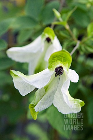 CLEMATIS_VITICELLA_ALBA_LUXURIANS