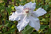 CLEMATIS CONGRATULATIONS