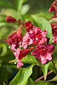 WEIGELA BRISTOL RUBY