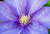 CLEMATIS VYVYAN PENNELL