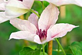 CLEMATIS PINK FANTASY