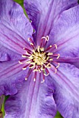 CLEMATIS FIREWORKS