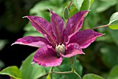 CLEMATIS RED PEARL