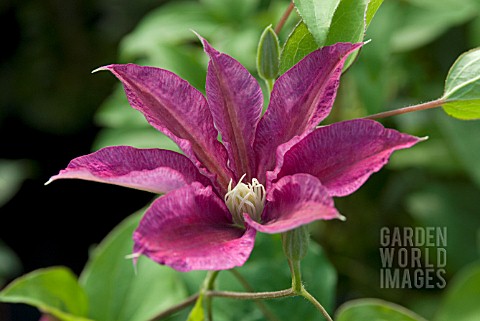 CLEMATIS_RED_PEARL