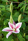 CLEMATIS ANDROMEDA