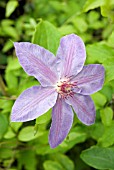 CLEMATIS HORN OF PLENTY