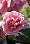 CAMELLIA DUCHESSE DE CAZE