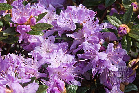 DWARF_RHODODENDRON_MOERHEIM