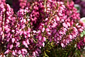 ERICA CARNEA NATHALIE