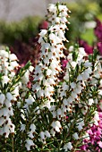 ERICA X DARLEYENSIS WHITE PERFECTION