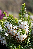 ERICA CARNEA GOLDEN STARLET