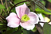 CLEMATIS MONTANA MAYLEEN