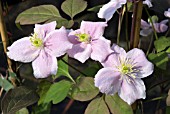 CLEMATIS MONTANA MAYLEEN