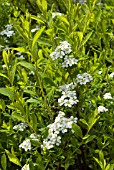 SPIRAEA ARGUTA (BRIDAL WREATH)