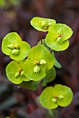 EUPHORBIA AMYGDALOIDES PURPUREA