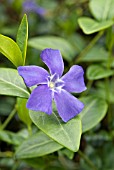 VINCA MINOR BOWLES VARIETY