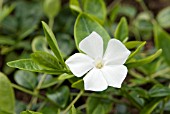 VINCA MINOR ALBA