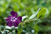 VINCA MINOR ATROPURPUREA