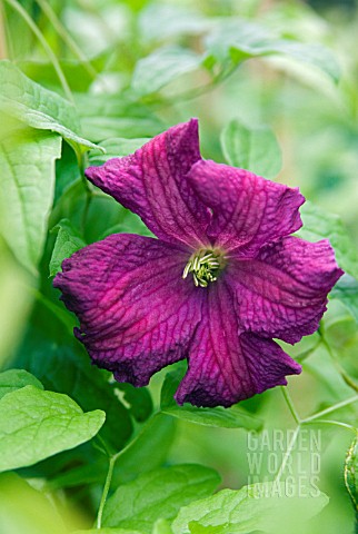 CLEMATIS_VITICELLA_ABUNDANCE