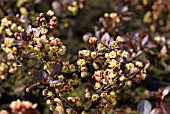 BERBERIS THUNBERGII ATROPURPUREA NANA