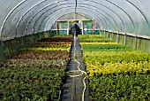 YOUNG PLANTS GROWING IN POLYTUNNEL