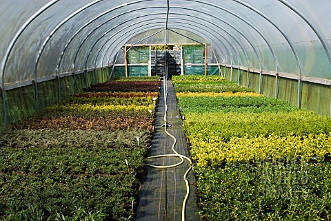 YOUNG_PLANTS_GROWING_IN_POLYTUNNEL