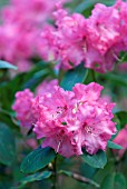 RHODODENDRON KARIN