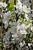 MALUS DOMESTICA SCRUMPTIOUS BLOSSOM