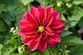 DAHLIA PATTY