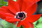 ANEMONE CORONARIA HOLLANDIA