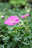 GERANIUM SANGUINEUM MAX FREI