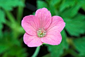 GERANIUM X OXONIANUM WARGRAVE PINK