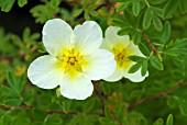 POTENTILLA FRUTICOSA LIMELIGHT