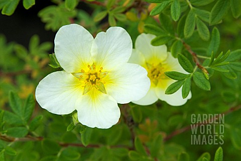 POTENTILLA_FRUTICOSA_LIMELIGHT