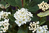 SPIRAEA X VANHOUTTEI PINK ICE