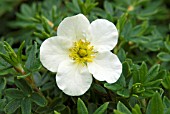 POTENTILLA FRUTICOSA TILFORD CREAM